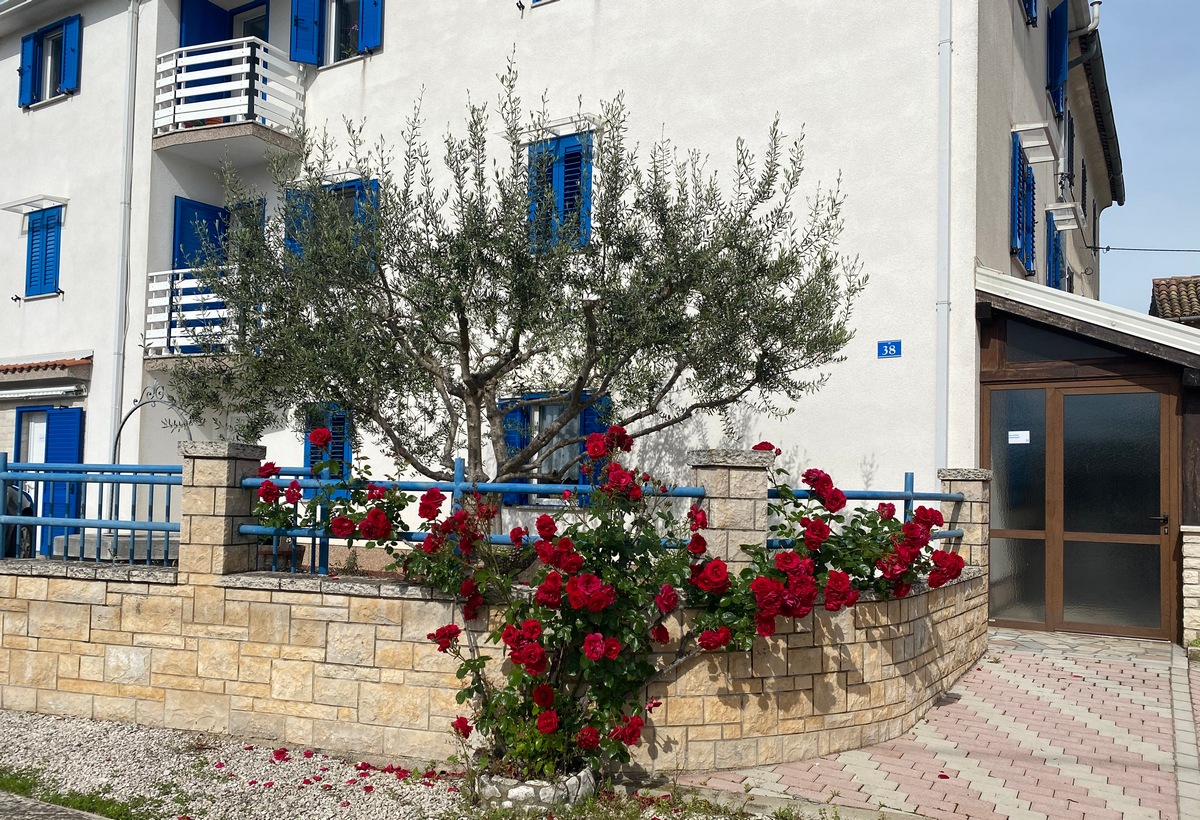 Apartmaji Olive Tree, Umag